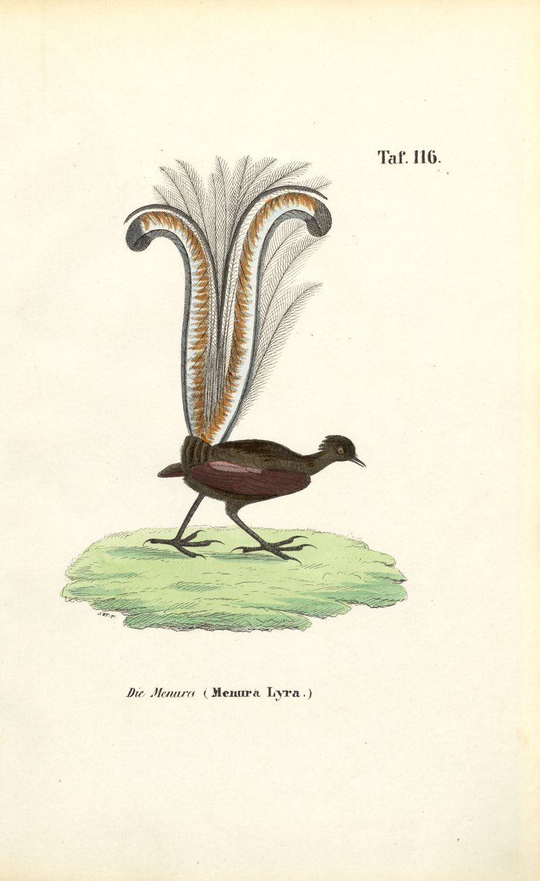 Schitterende liervogel door J. W. Tenhaeff
