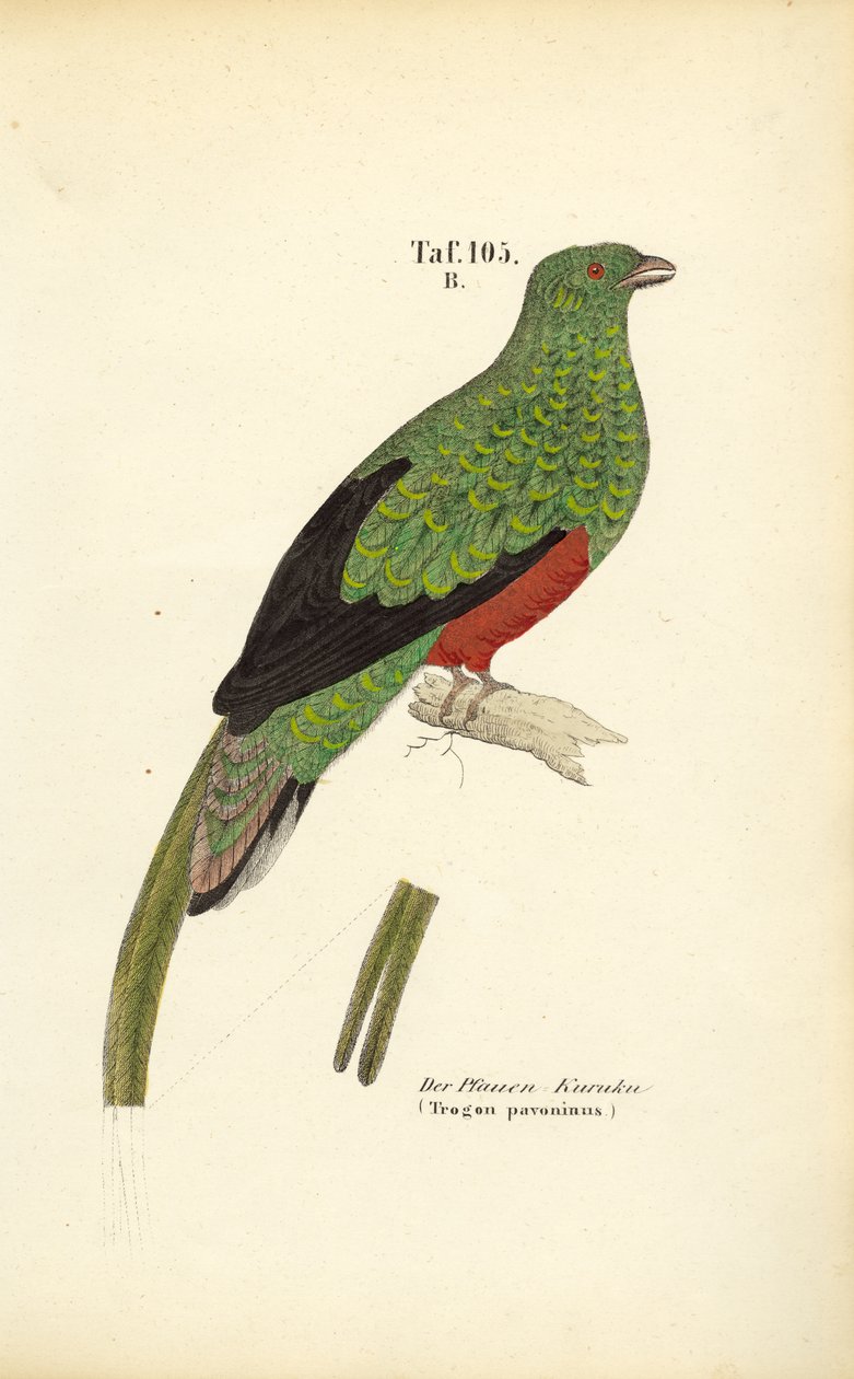 De pavonine quetzal door J. W. Tenhaeff