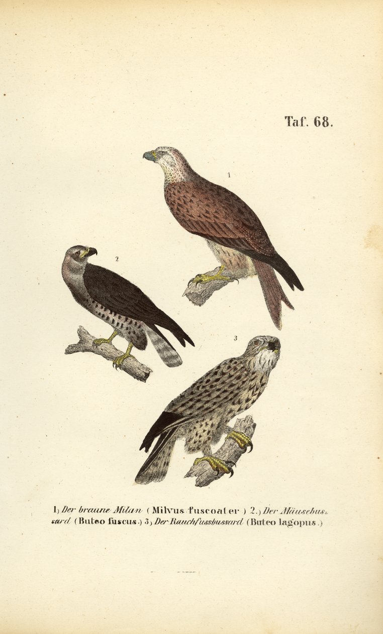 Drie Europese roofvogels door J. W. Tenhaeff