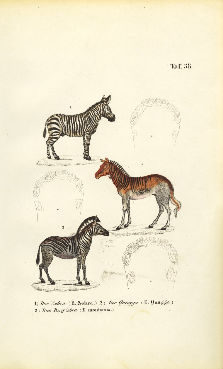 Drie zebra soorten door J. W. Tenhaeff