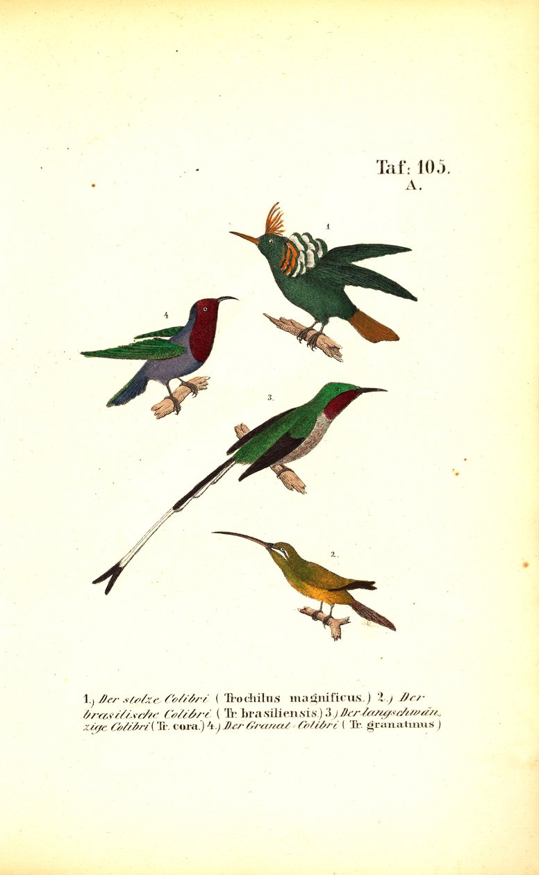 Diverse kolibriesoorten door J. W. Tenhaeff