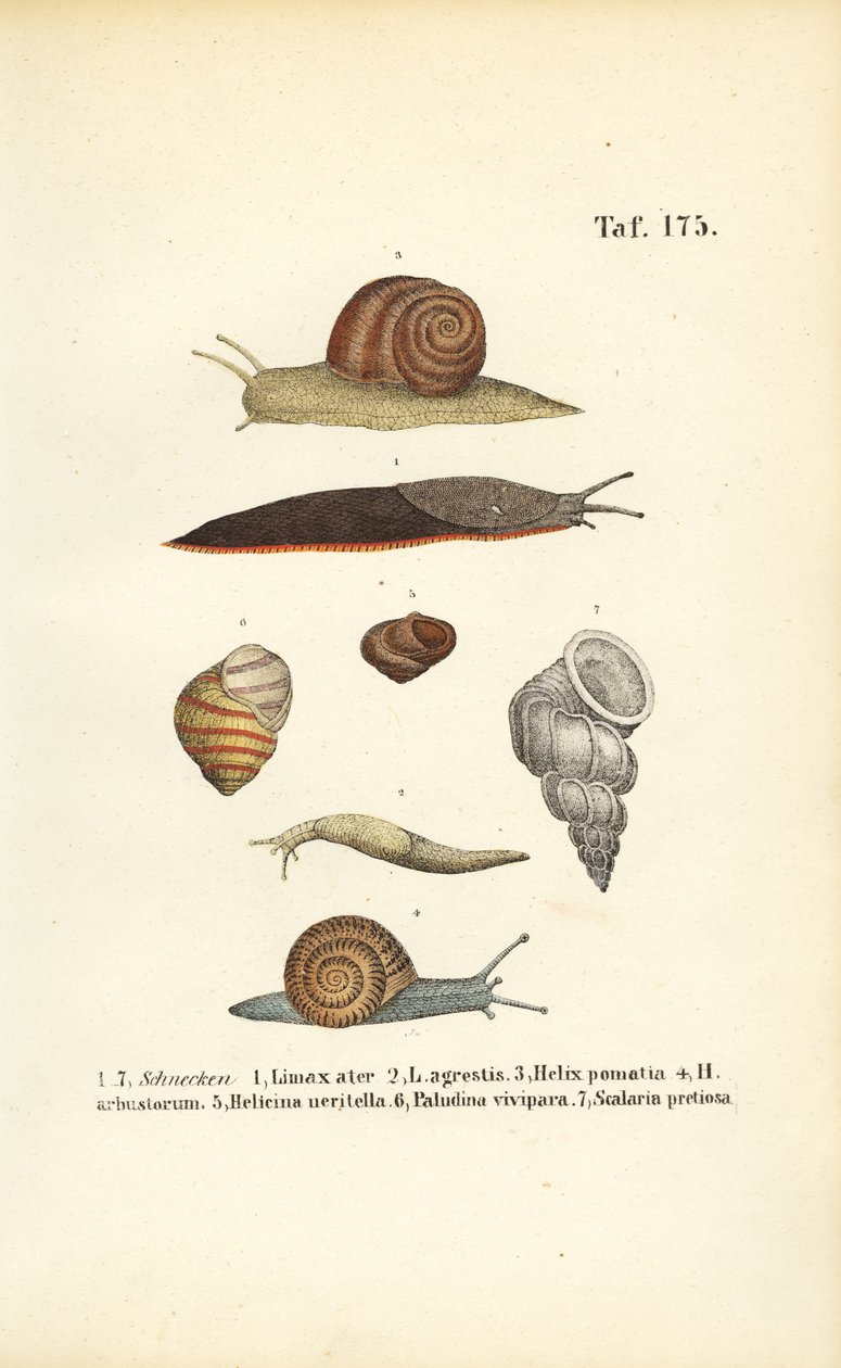 Diverse slakkensoorten door J. W. Tenhaeff