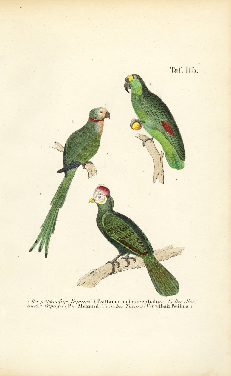 Diverse tropische papegaaiensoorten door J. W. Tenhaeff