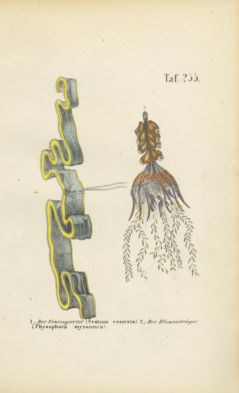 venusgordel en blaasjeskruid door J. W. Tenhaeff