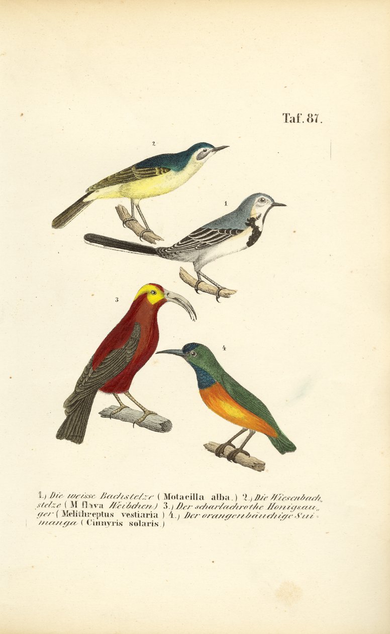 Kwikstaarten en exotische zangvogels door J. W. Tenhaeff