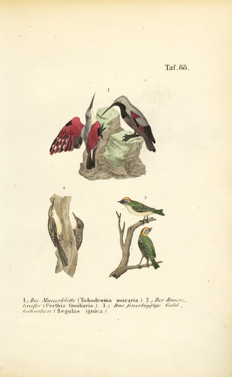 Muurkruiper, Boomkruiper en Vuurgoudhaan door J. W. Tenhaeff