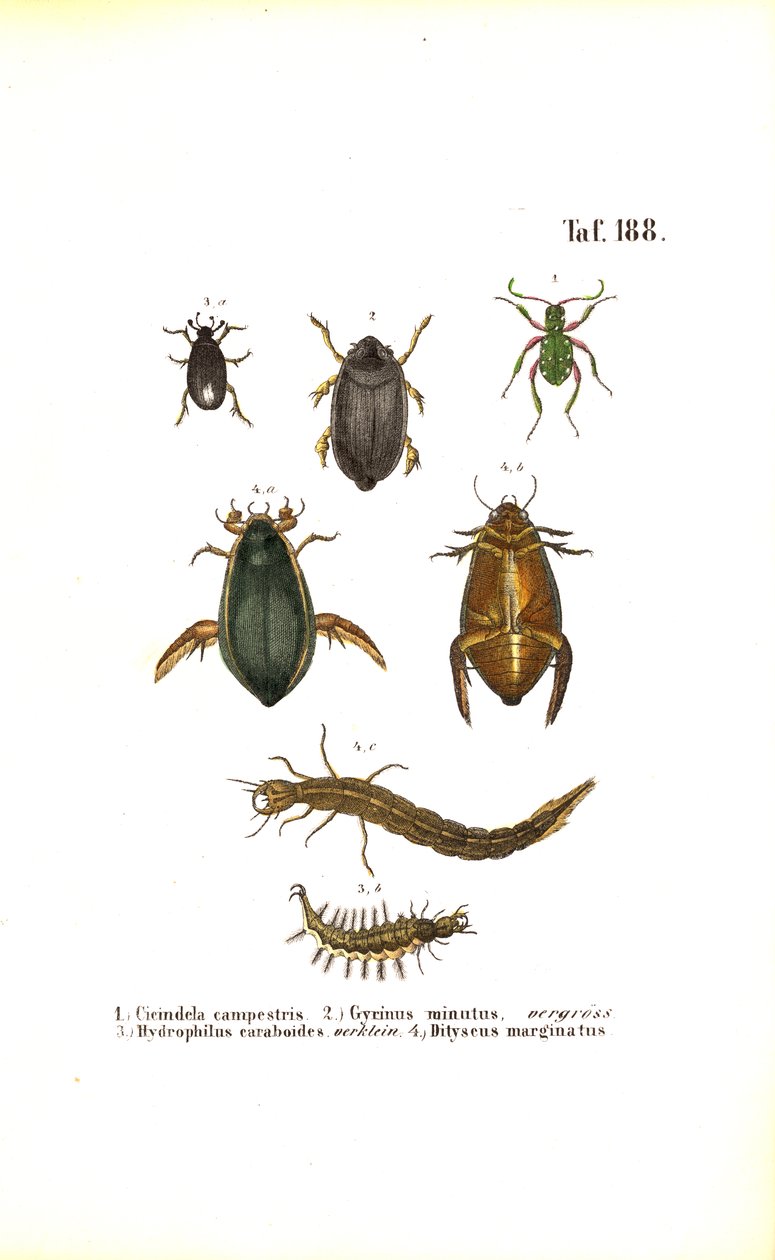 Waterkevers en loopkevers met ontwikkelingsstadia door J. W. Tenhaeff