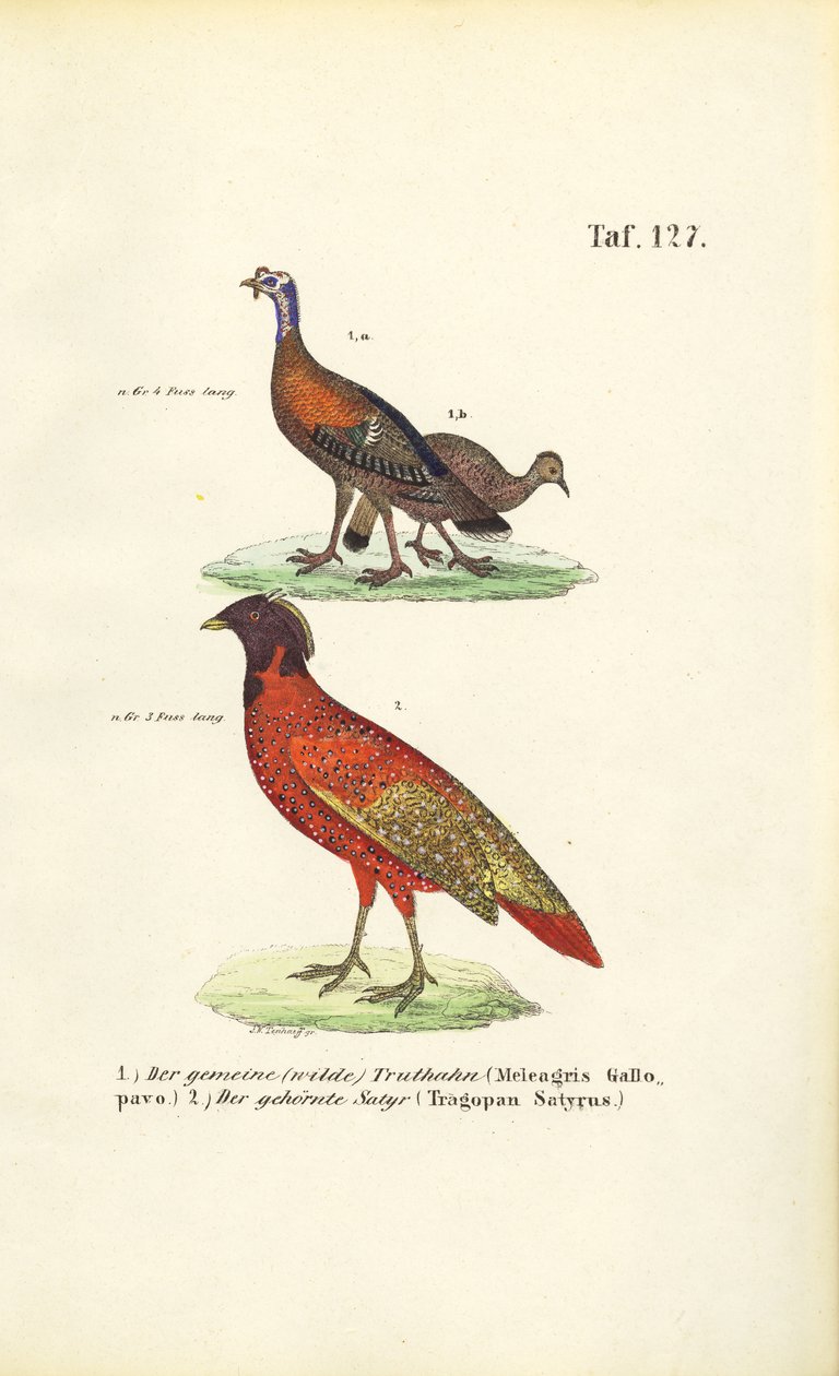 Wild Turkey en Satyr Tragopan door J. W. Tenhaeff