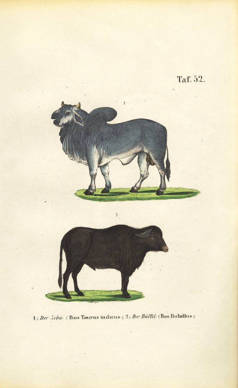 Zebu en buffel door J. W. Tenhaeff