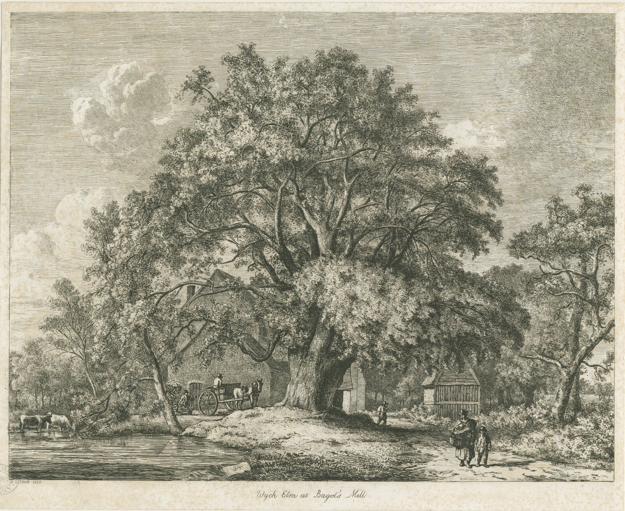 Blithfield - Wych Elm door Jacob George Strutt
