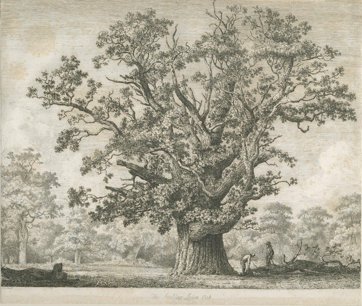 Needwood - Swilcar Eik door Jacob George Strutt