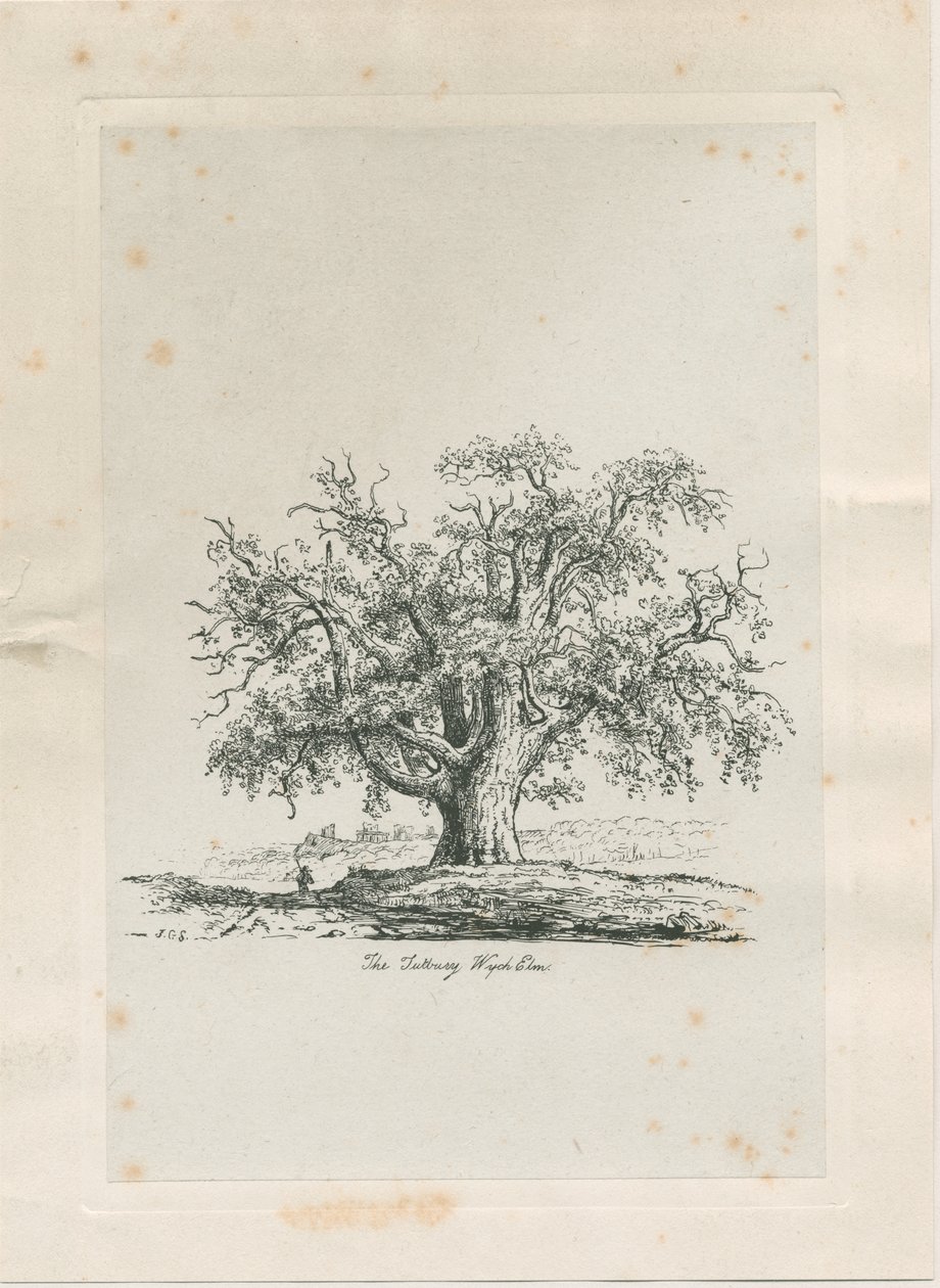 Tutbury - "Wych Elm": gravure, nd [ca. 1820] door Jacob George Strutt