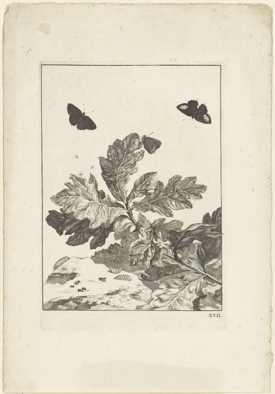 Vliegende vlinders en andere insecten boven een tak met bladeren door Jacob l