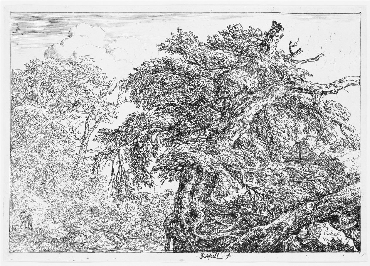 De grote beuk door Jacob van Ruisdael