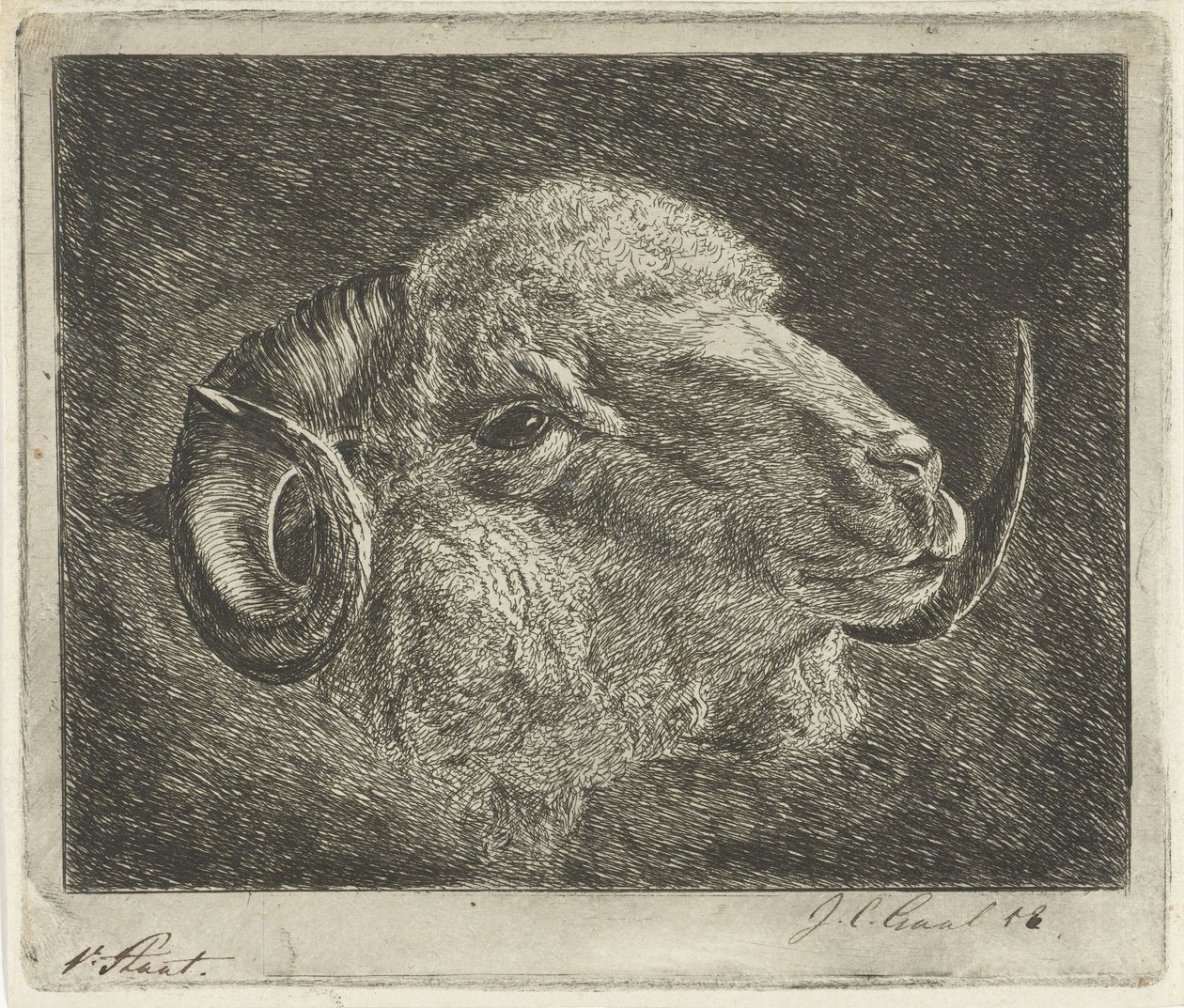 Kop van een ram met naar achteren gedraaide hoorns door Jacobus Cornelis Gaal (signed by artist)