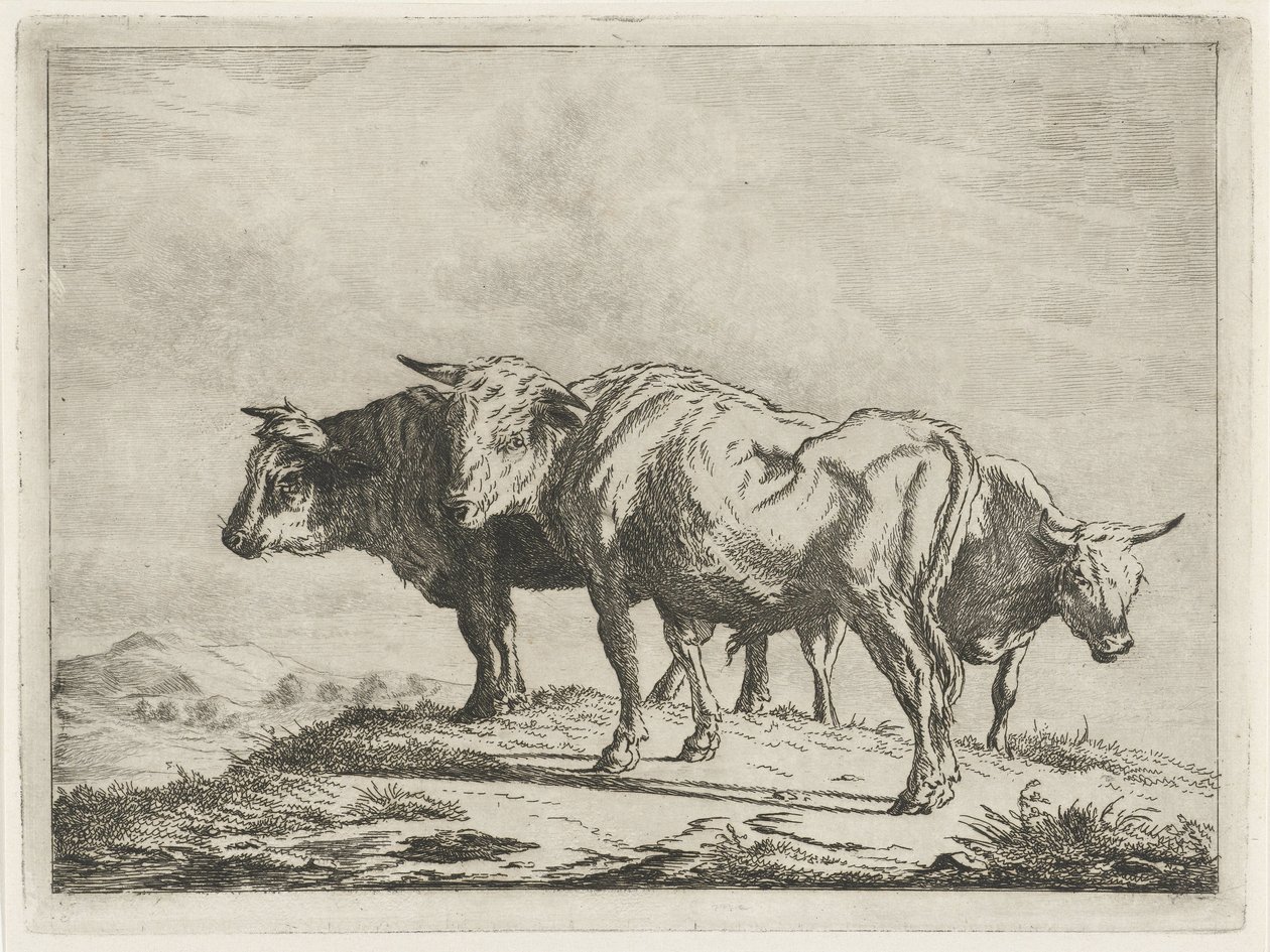 Drie ossen door Jacobus Cornelis Gaal