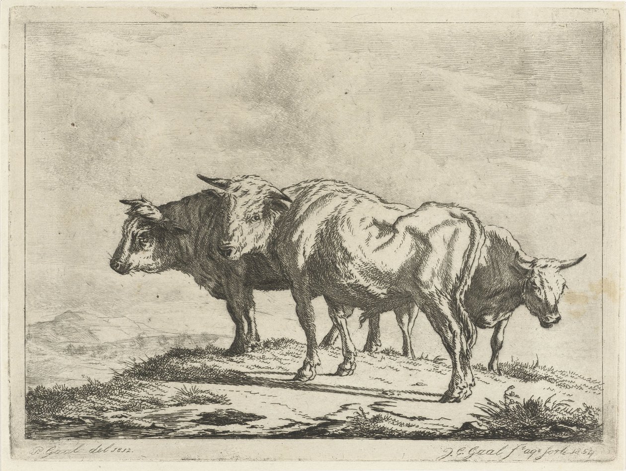 Drie ossen door Jacobus Cornelis Gaal