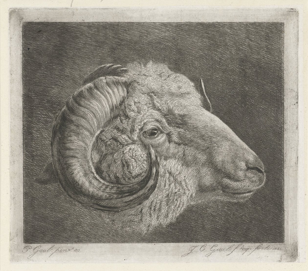 Kop van een ram met naar het oog gekromde hoorn door Jacobus Cornelis Gaal