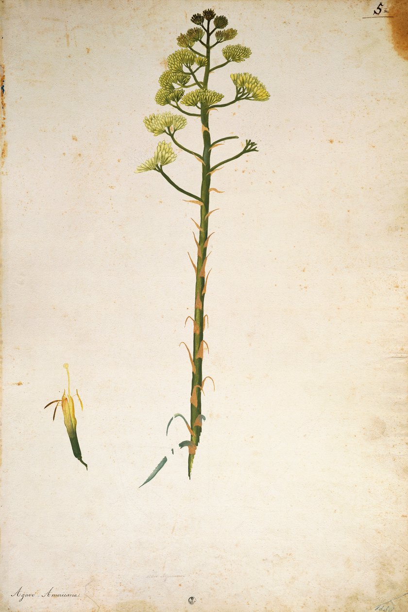 Eeuwplantbloem (Agave americana) door Jacopo Ligozzi door Jacopo Ligozzi