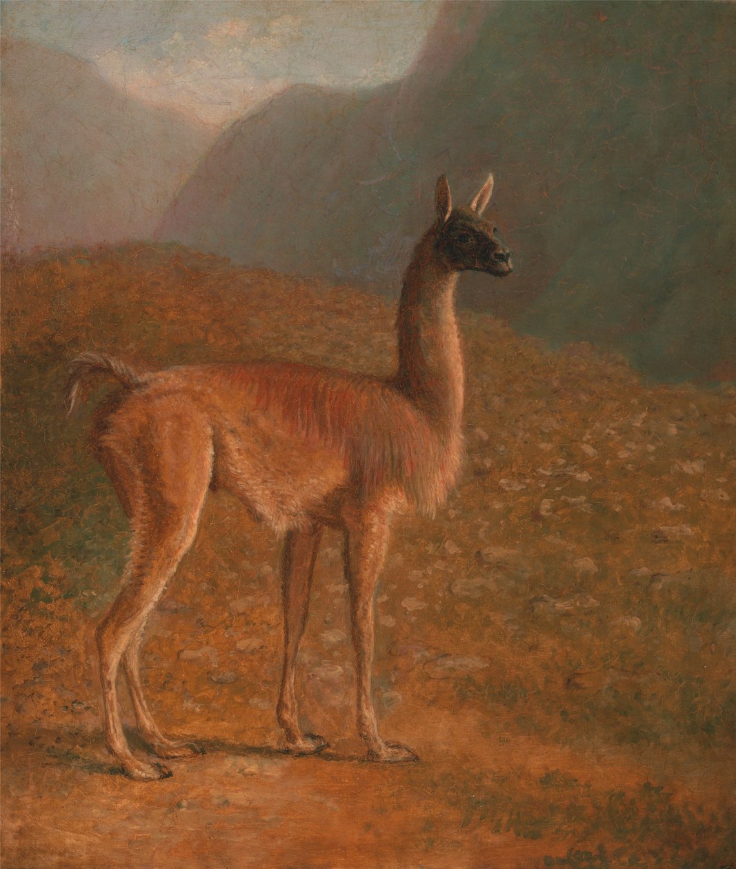 Guanaco door Jacques-Laurent Agasse