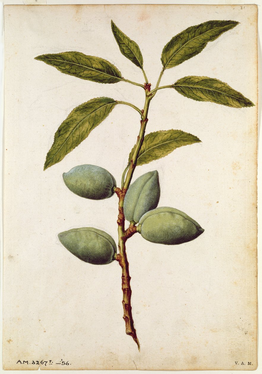 Amandel: Amygdalus communis, c.1568, door J.le Moyne de Morgue (c.1530-88) door Jacques (1533-88) Le Moyne