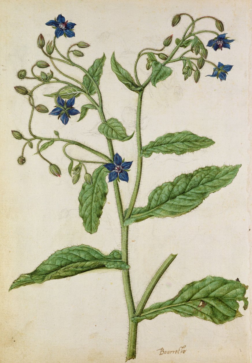 Bernagie: Borago officinalis, c.1568, door J.le Moyne de Morgue (c.1530-88) door Jacques (1533-88) Le Moyne