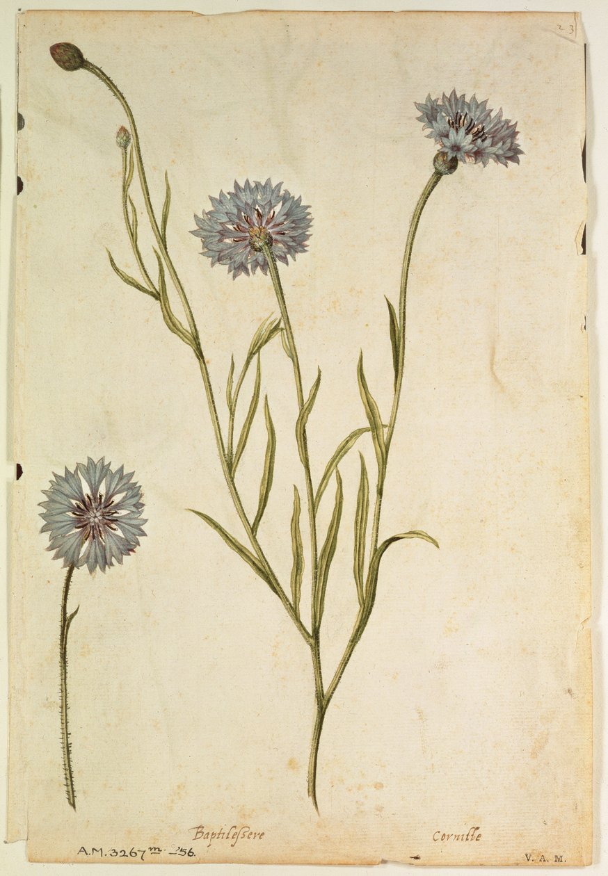 Korenbloem: Centaurea cyanus, c.1568, door J.le Moyne de Morgues (c.1530-88) door Jacques (1533-88) Le Moyne