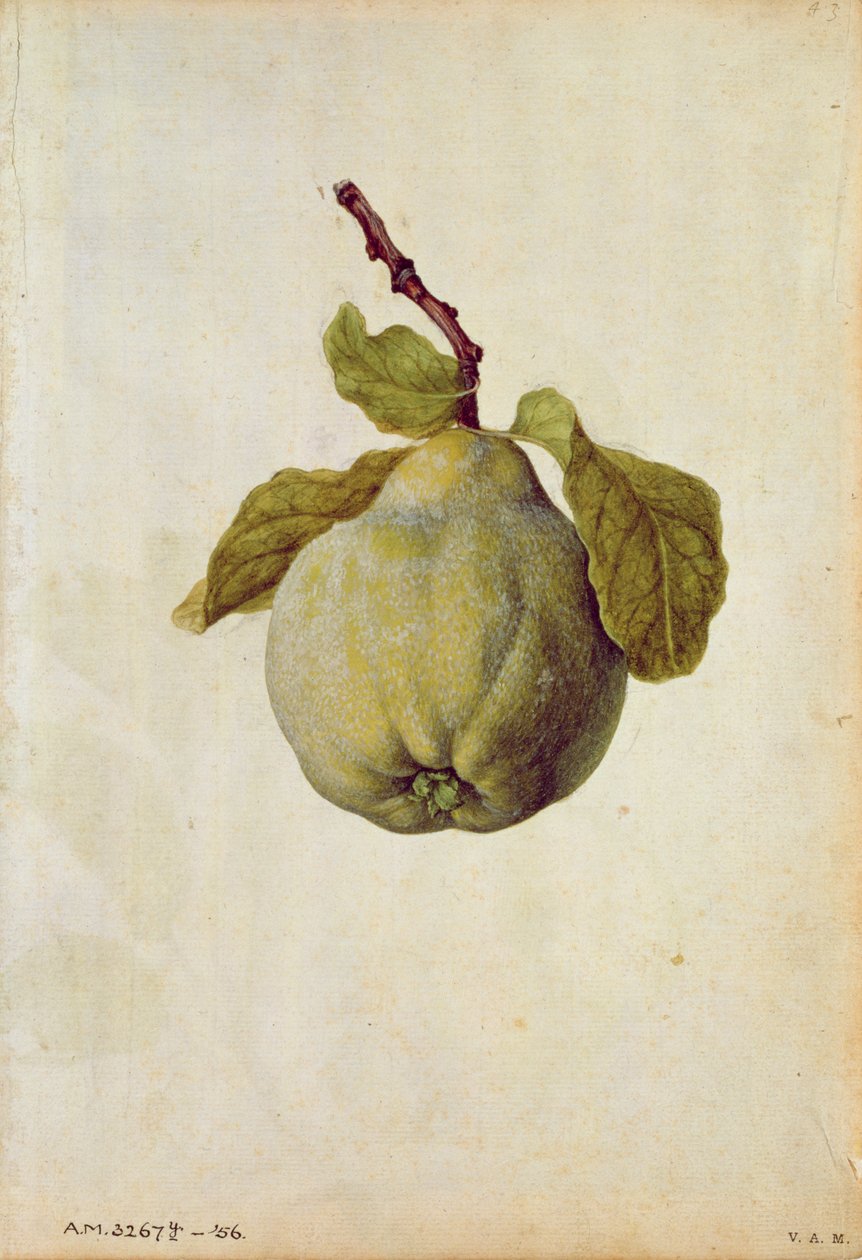 Kweepeer: Cydonia vulgaris, ca.1568, door J.le Moyne de Morgues (ca.1530-88) door Jacques (1533-88) Le Moyne