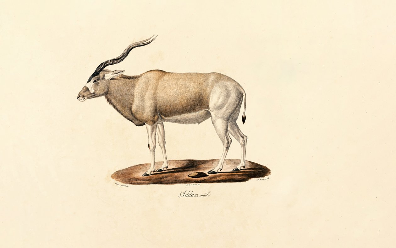 Addax Antelope door Jacques Christophe Werner