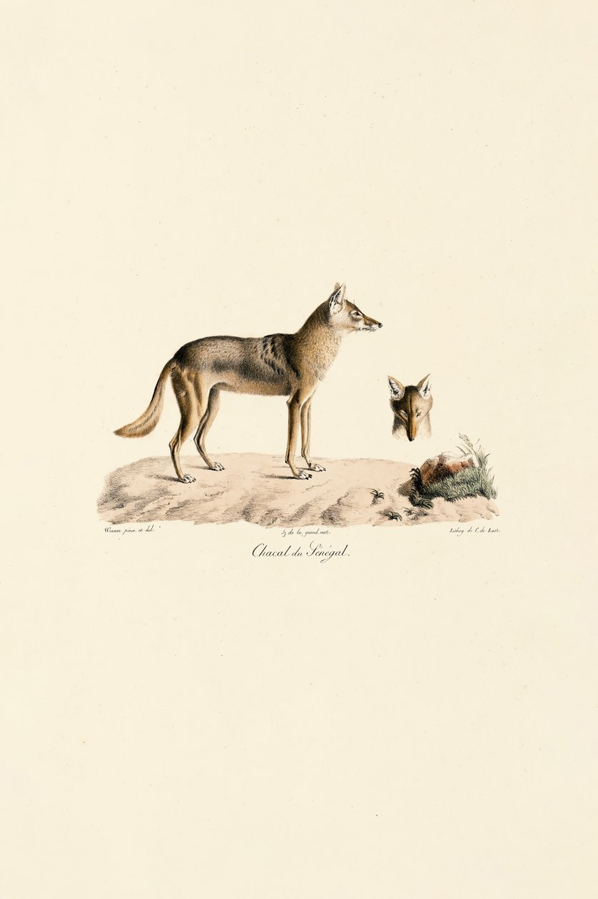 Afrikaanse goudjakhals uit Senegal door Jacques Christophe Werner