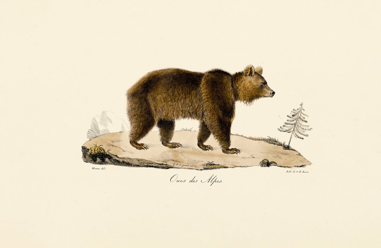 Bruine alpenbeer door Jacques Christophe Werner
