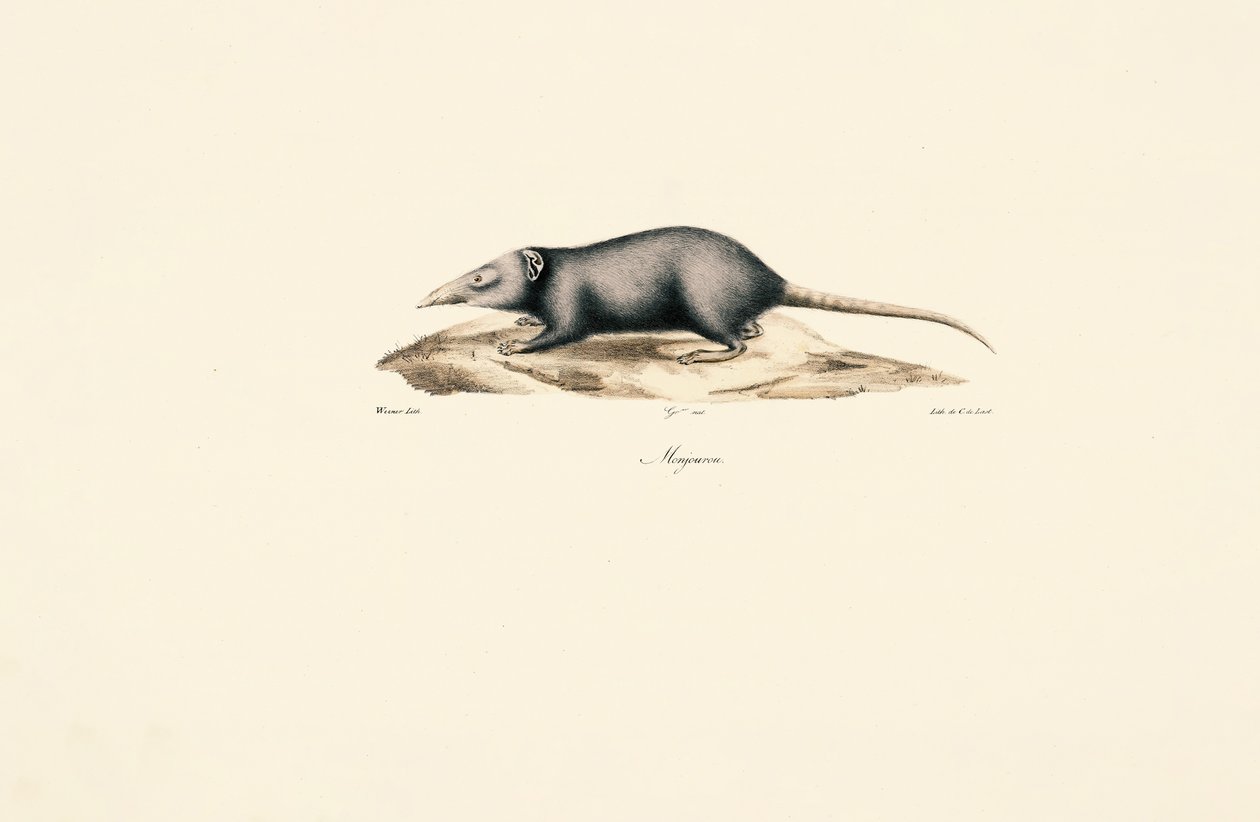 Aziatische huisspitsmuis door Jacques Christophe Werner
