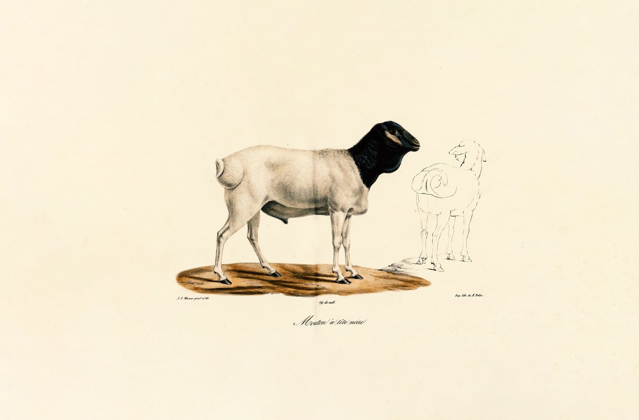 Zwartkopschaap door Jacques Christophe Werner
