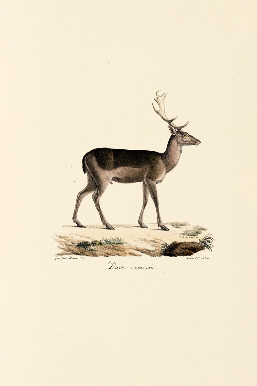 Zwart Damhert Variant door Jacques Christophe Werner