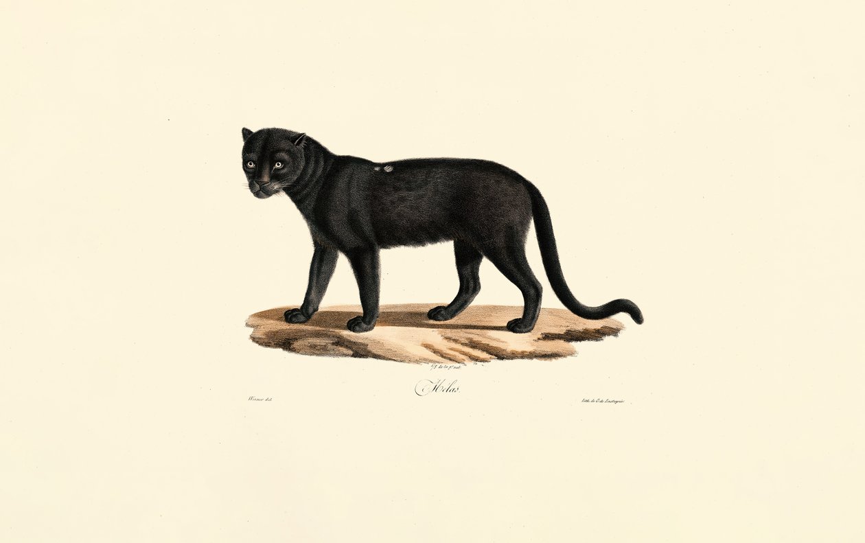 Zwarte Jaguar (Panthera onca) door Jacques Christophe Werner