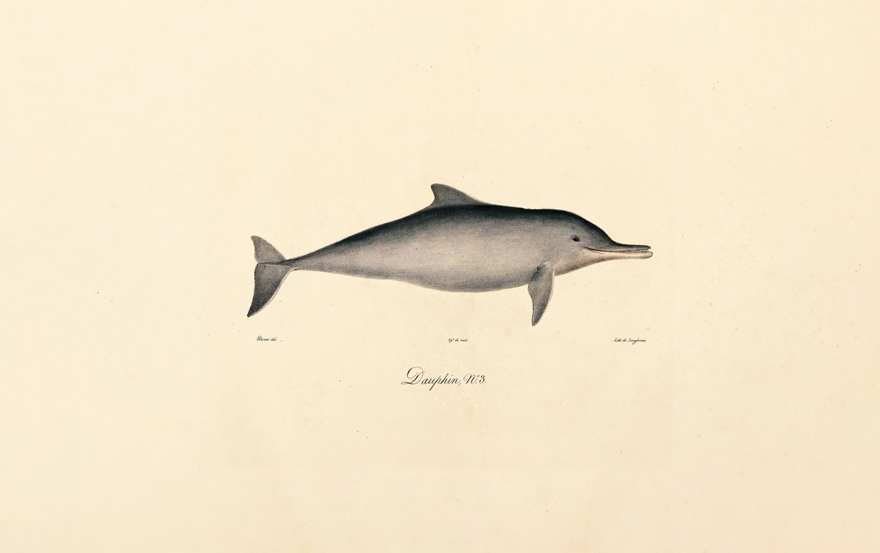 Tuimelaardolfijn (Tursiops truncatus) door Jacques Christophe Werner