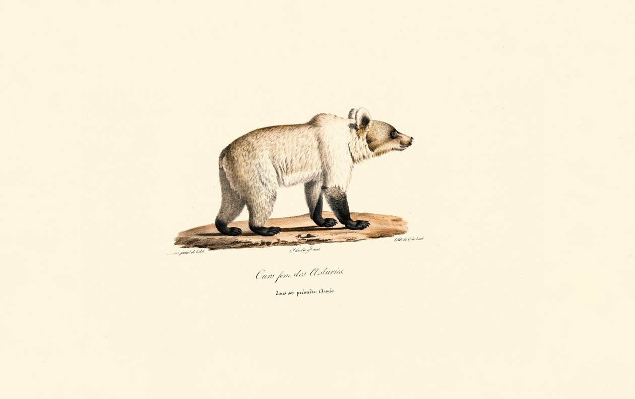 Cantabrische Bruine Beer (Ursus arctos pyrenaicus) door Jacques Christophe Werner