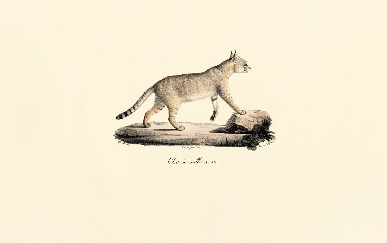 Caracal door Jacques Christophe Werner