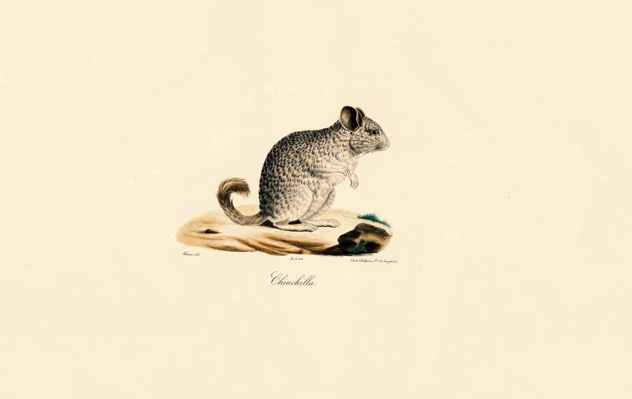 Chinchilla (Chinchilla) door Jacques Christophe Werner