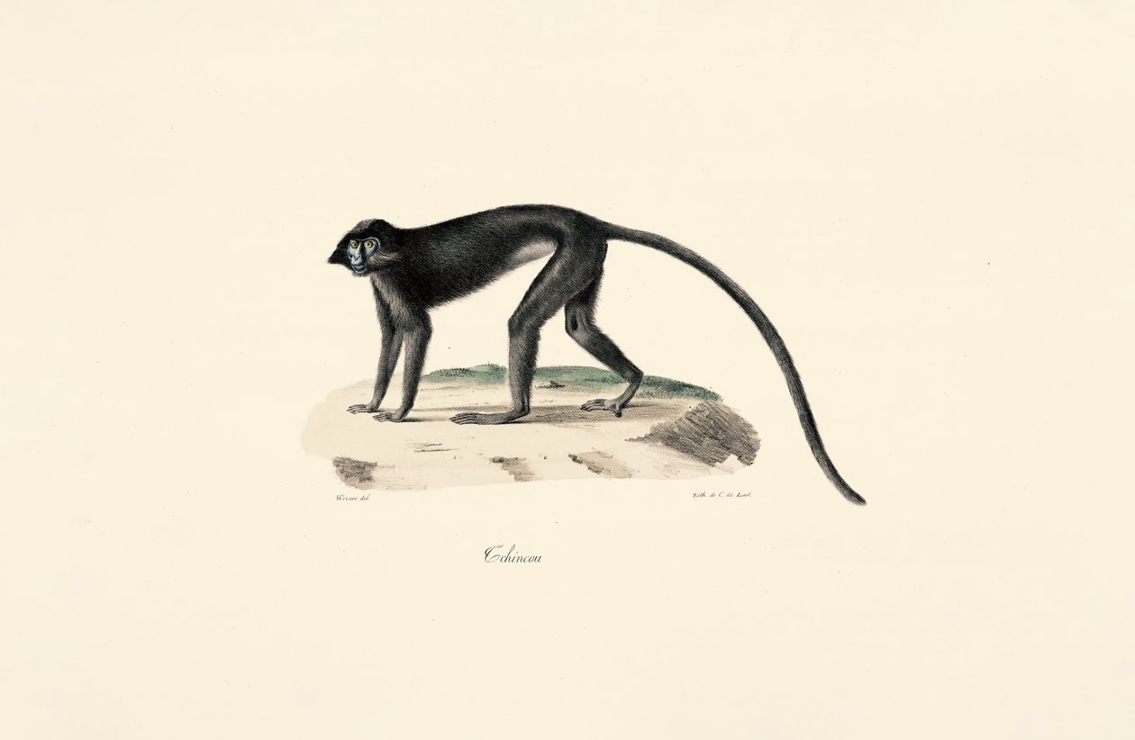 Colobus aap (Colobus guereza) door Jacques Christophe Werner