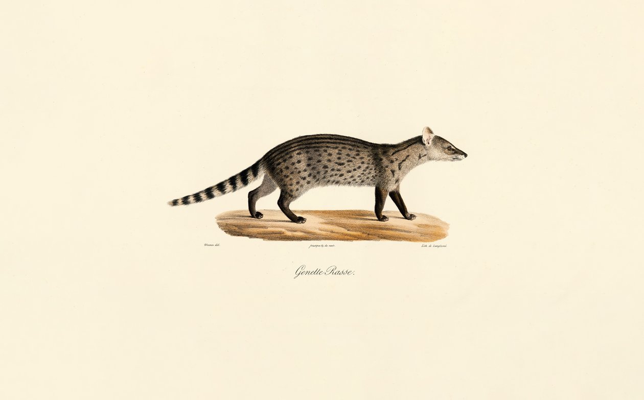 Algemene genetica door Jacques Christophe Werner
