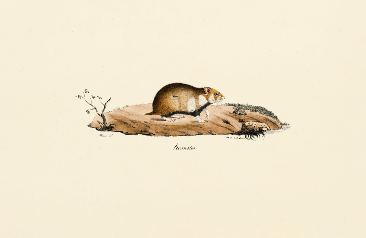 Hamster door Jacques Christophe Werner