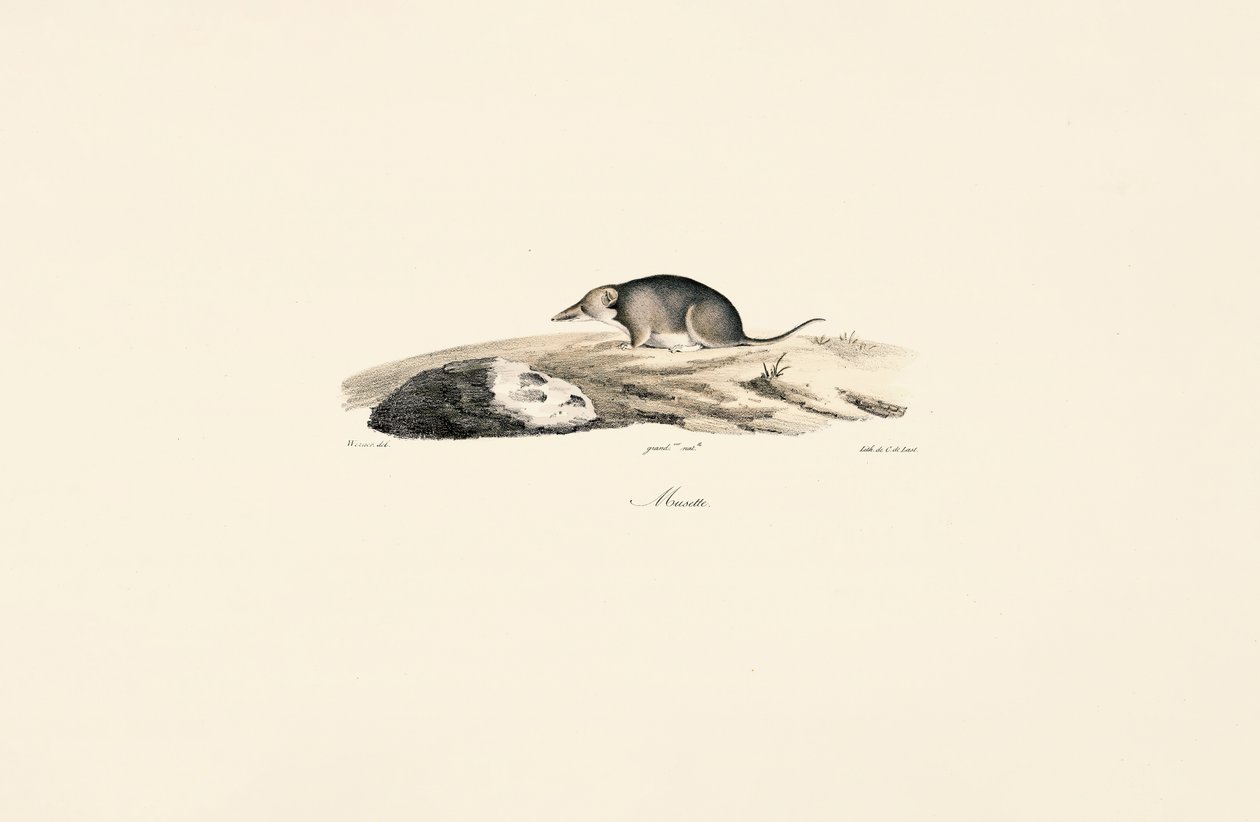 Spitsmuis door Jacques Christophe Werner