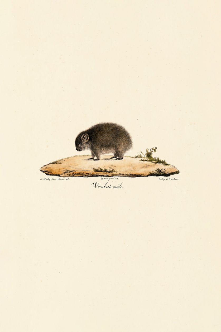 Wombat (Mannetje) door Jacques Christophe Werner