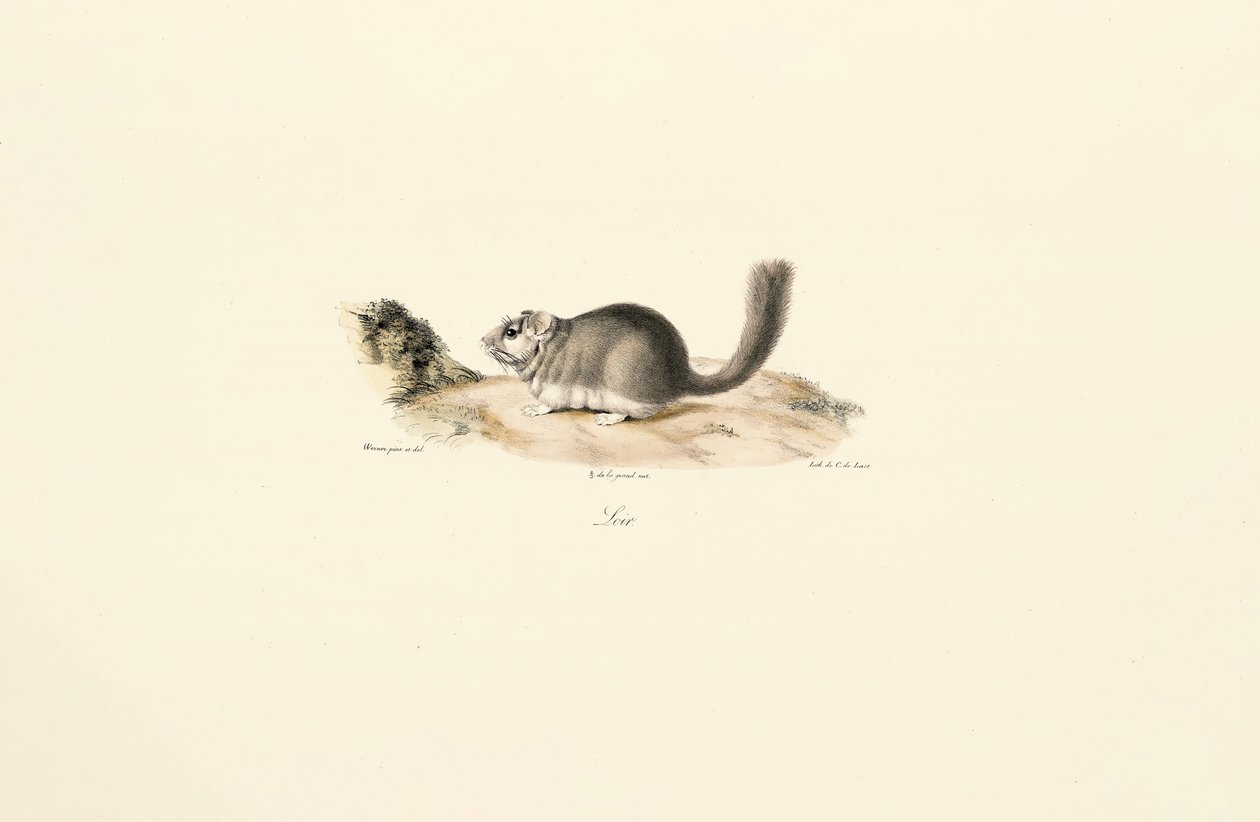 Coypu door Jacques Christophe Werner