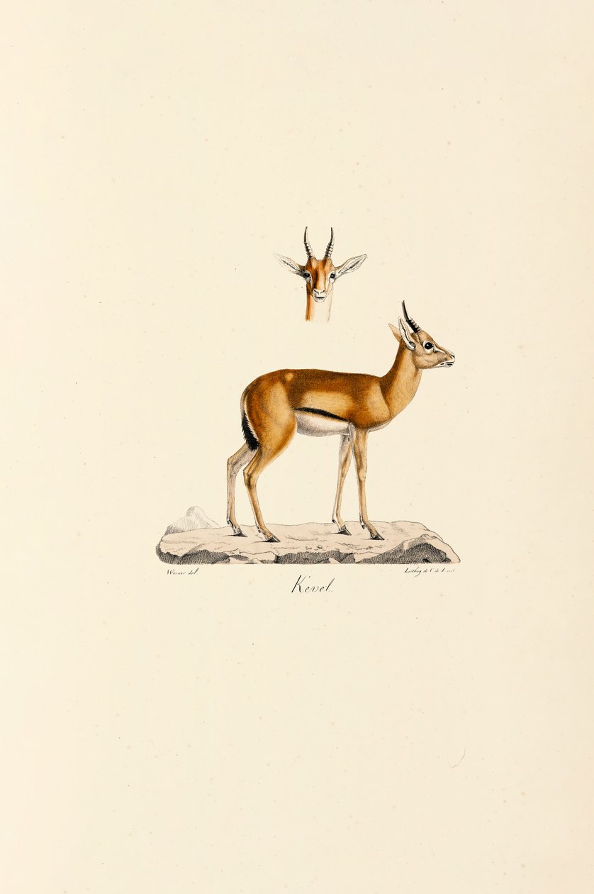 Dorcas Gazelle door Jacques Christophe Werner