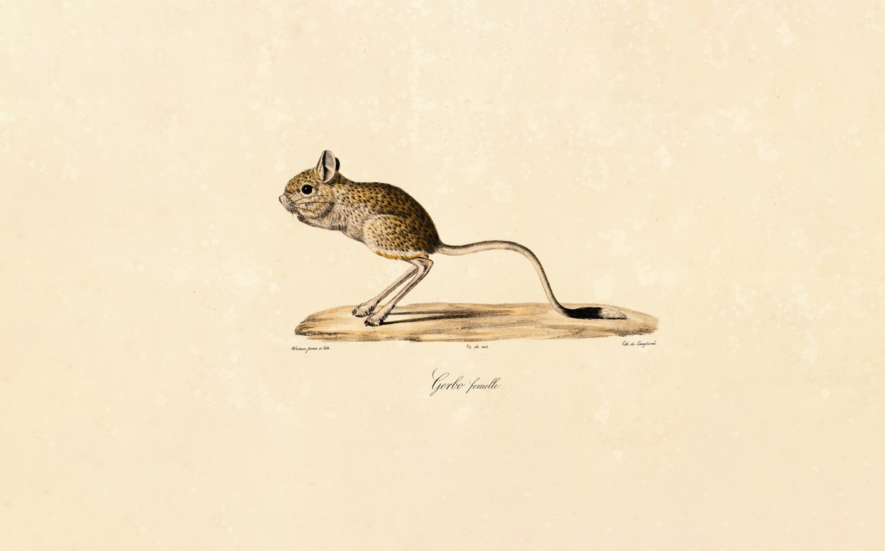 Egyptische Gerbil (Vrouwelijk) door Jacques Christophe Werner