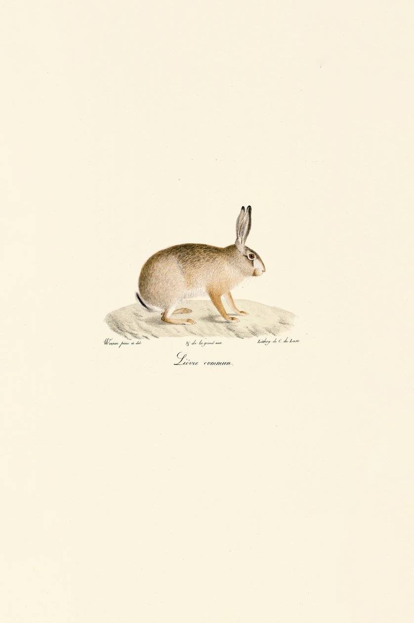 Europese Haas door Jacques Christophe Werner