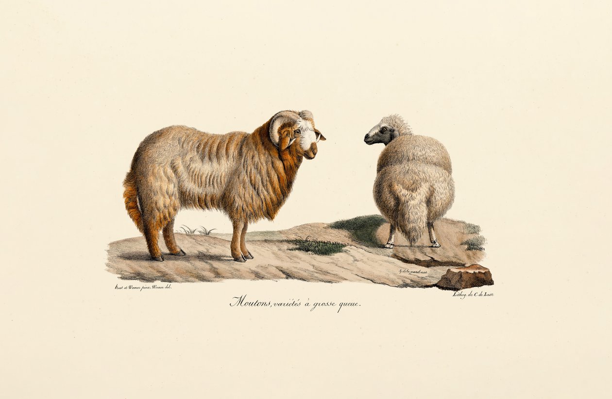 Vetstaartschaap door Jacques Christophe Werner