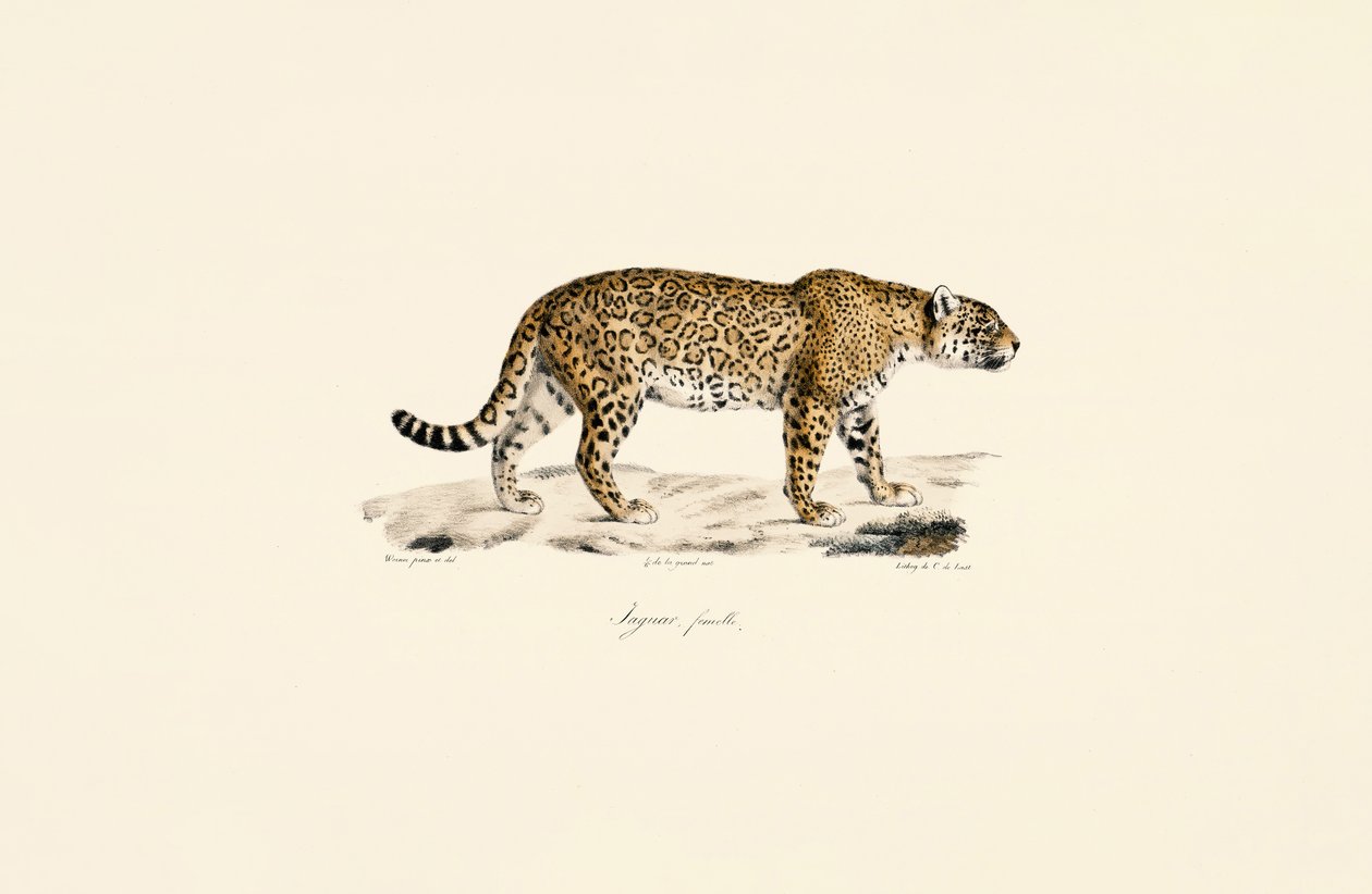 Vrouwelijke Jaguar door Jacques Christophe Werner